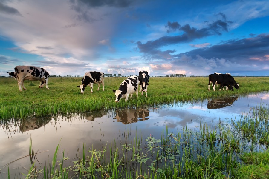 few cows grazing on pasture by river at sunset
